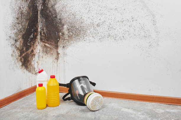 Certified Mold Removal in Los Banos, CA