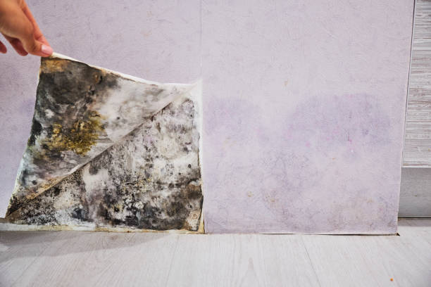 Best Office Mold Removal Services  in Los Banos, CA